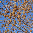 Fruchtfoto Platanus x hispanica